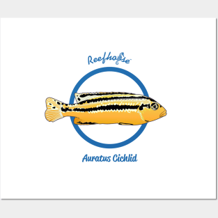 Auratus Cichlid Posters and Art